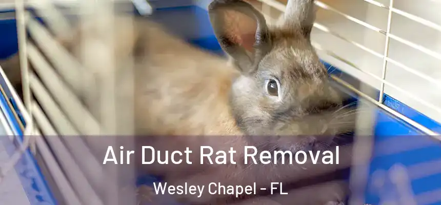  Air Duct Rat Removal Wesley Chapel - FL