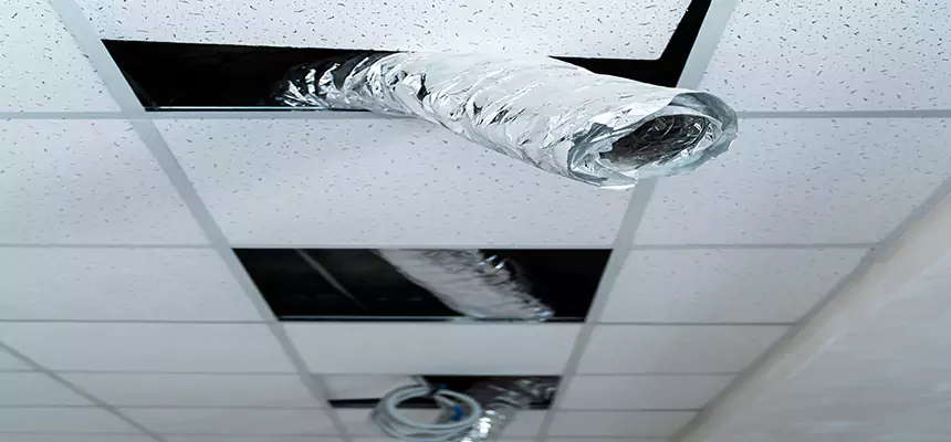 Affordable HVAC Sanitizing After Pest Removal in Wesley Chapel