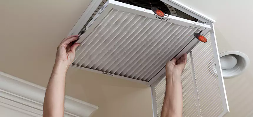 Our Insect Removal from Air Ducts Services in Wesley Chapel, FL