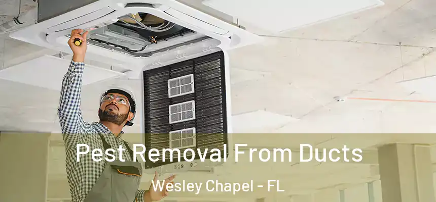  Pest Removal From Ducts Wesley Chapel - FL